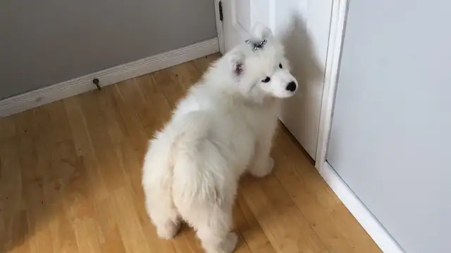 Chiot Samoyède pure race - Photo 4