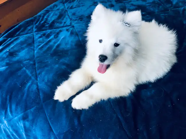 Chiot Samoyède pure race - Photo 5