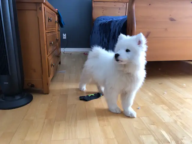 Chiot Samoyède pure race - Photo 6