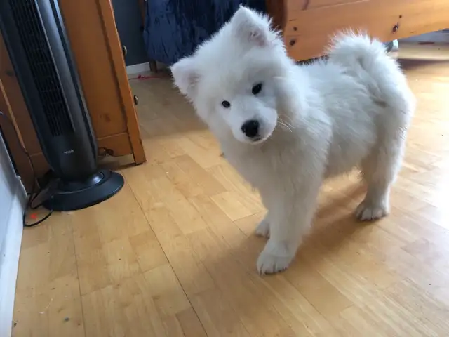 Chiot Samoyède pure race - Photo 7