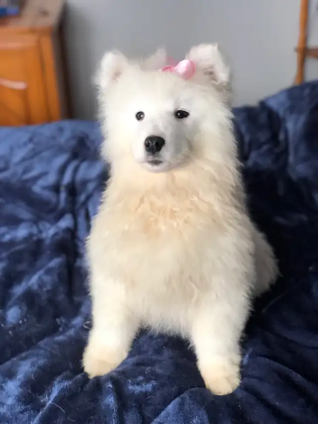 Chiot Samoyède pure race - Photo 8