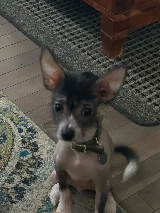 chien chinois à crête nu