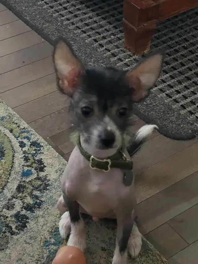 chien chinois à crête nu - Photo 2