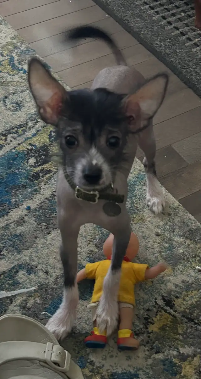 chien chinois à crête nu - Photo 3