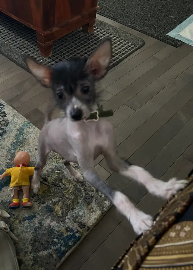 chien chinois à crête nu - Photo 4