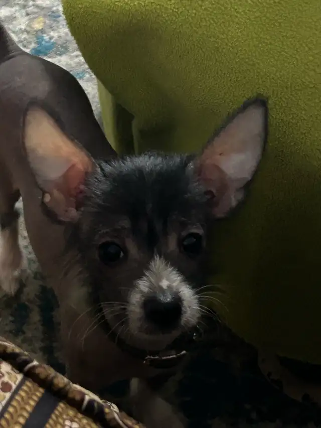 chien chinois à crête nu - Photo 5