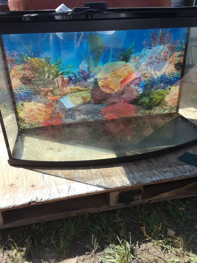 aquarium courbé a vendre avec couvercle et lumiere au del 140$
