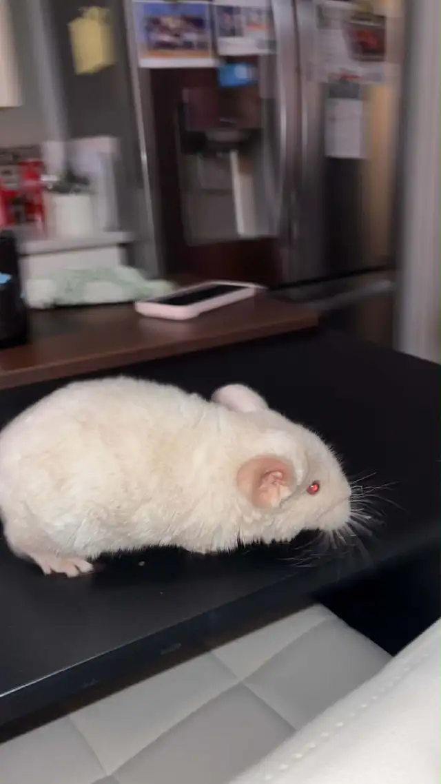 Chinchillas - Photo 2