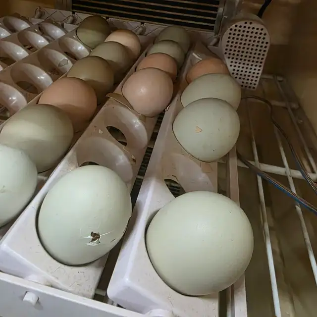 day old chick - Photo 2