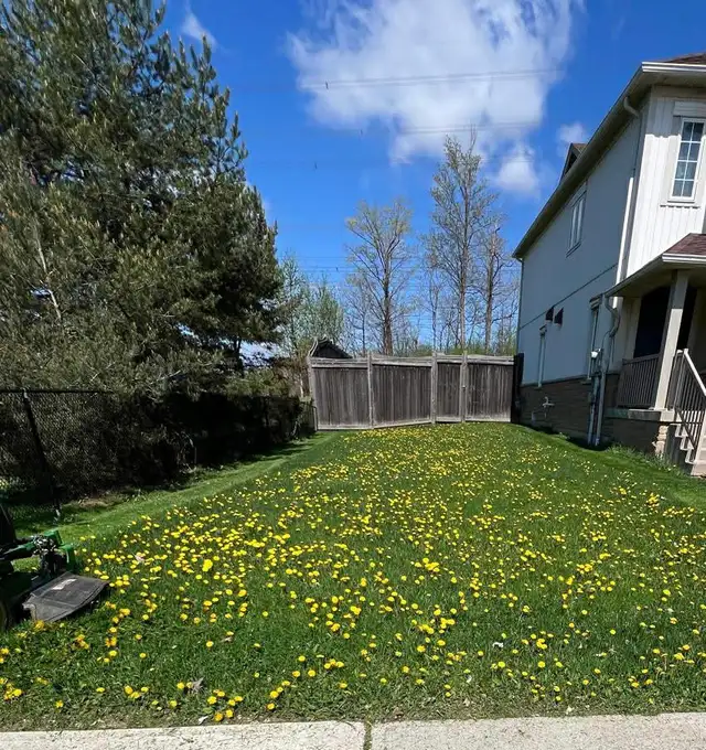 Weed Control   Lawn Care