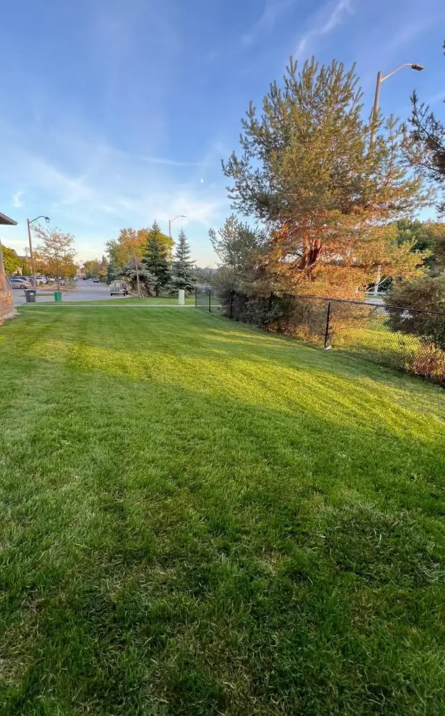 Weed Control   Lawn Care - Photo 2