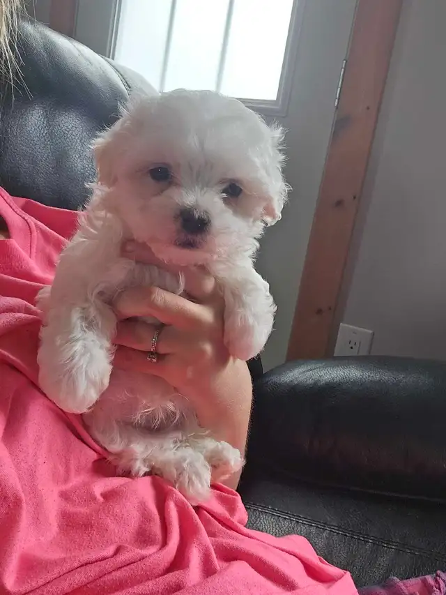 Last Maltese Male - Photo 2