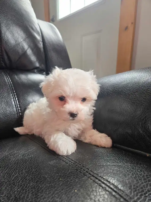 Last Maltese Male - Photo 3