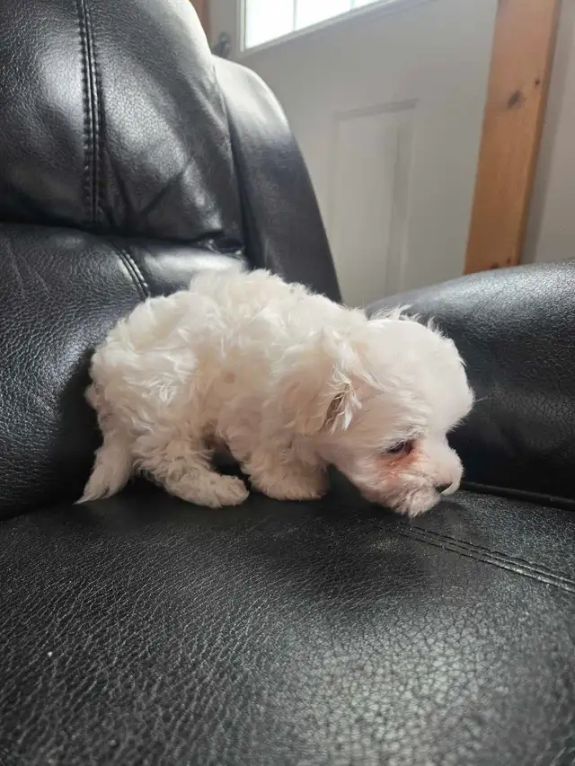 Last Maltese Male - Photo 4