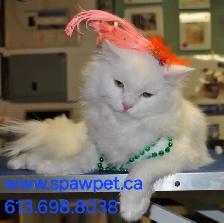 HOME BASED DOG AND CAT CERTIFIED GROOMER