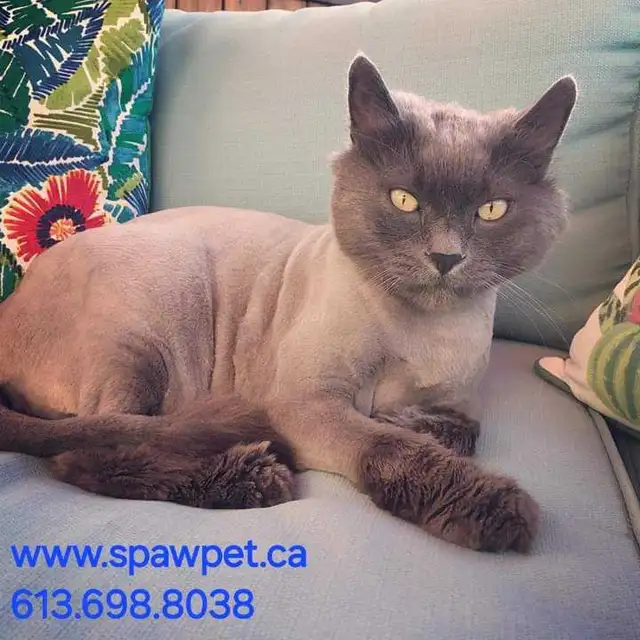 HOME BASED DOG AND CAT CERTIFIED GROOMER - Photo 3