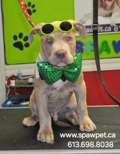 HOME BASED DOG AND CAT CERTIFIED GROOMER - Photo 4