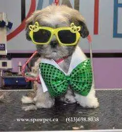 HOME BASED DOG AND CAT CERTIFIED GROOMER - Photo 5