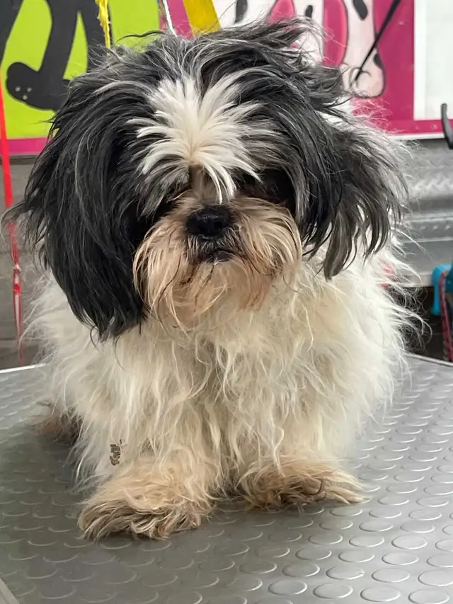 HOME BASED DOG AND CAT CERTIFIED GROOMER - Photo 6