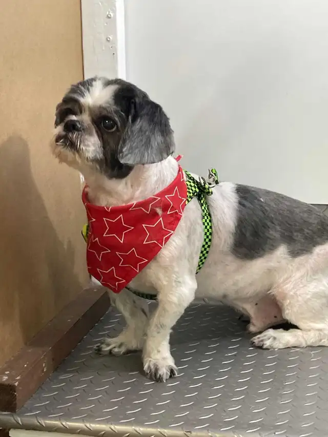 HOME BASED DOG AND CAT CERTIFIED GROOMER - Photo 7