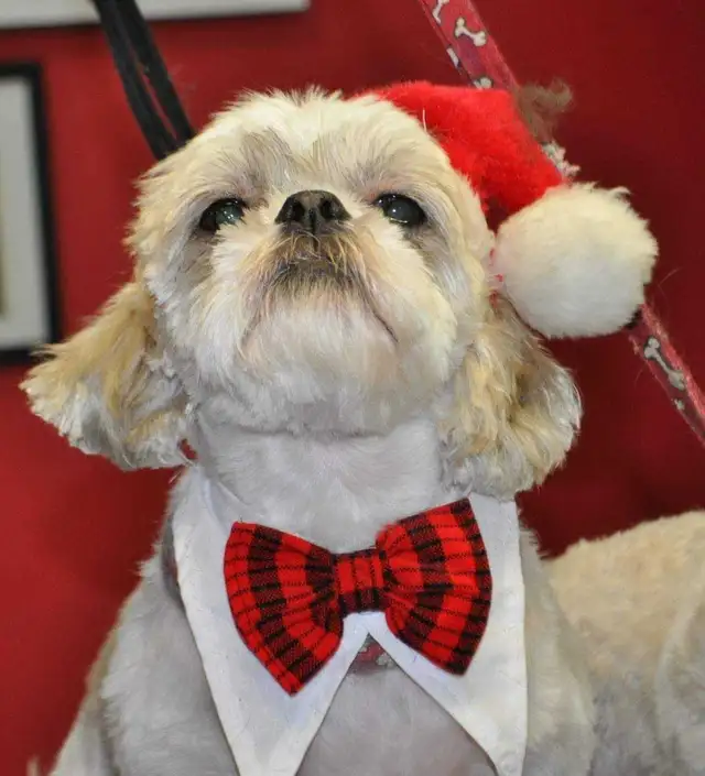 HOME BASED DOG AND CAT CERTIFIED GROOMER - Photo 8