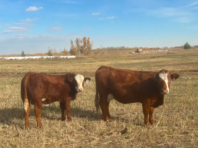 RIB-BRAND-BEEF.ca - Photo 3