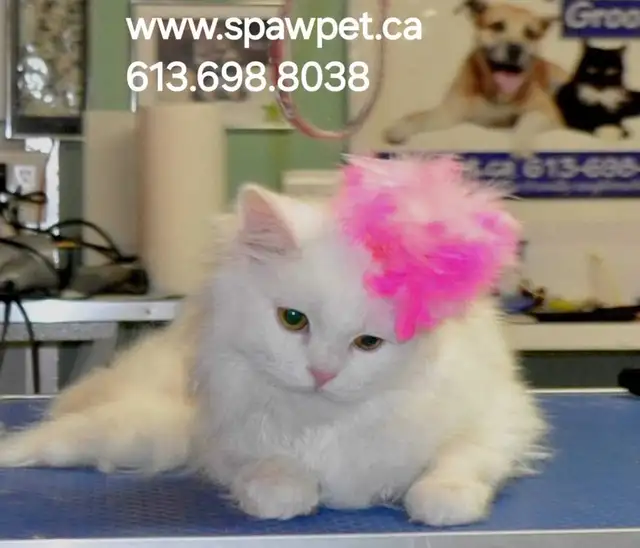 Cat and dog certified groomer