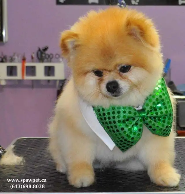 Cat and dog certified groomer - Photo 8