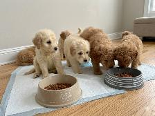 F1b standard goldendoodle puppies
