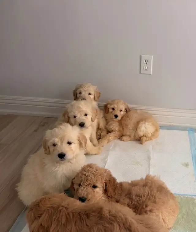 F1b standard goldendoodle puppies - Photo 2