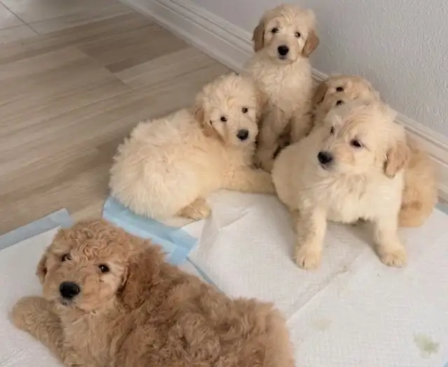 F1b standard goldendoodle puppies - Photo 3