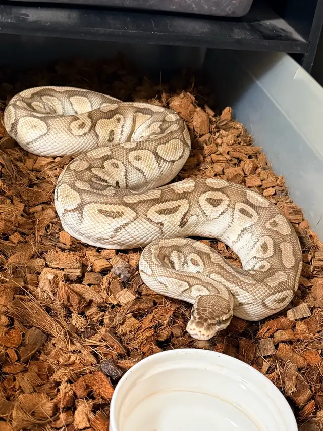 Female Pastel Lesser Het Clown Proven Breeder