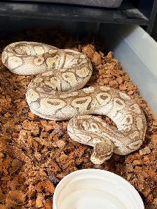 Female Pastel Lesser Het Clown Proven Breeder