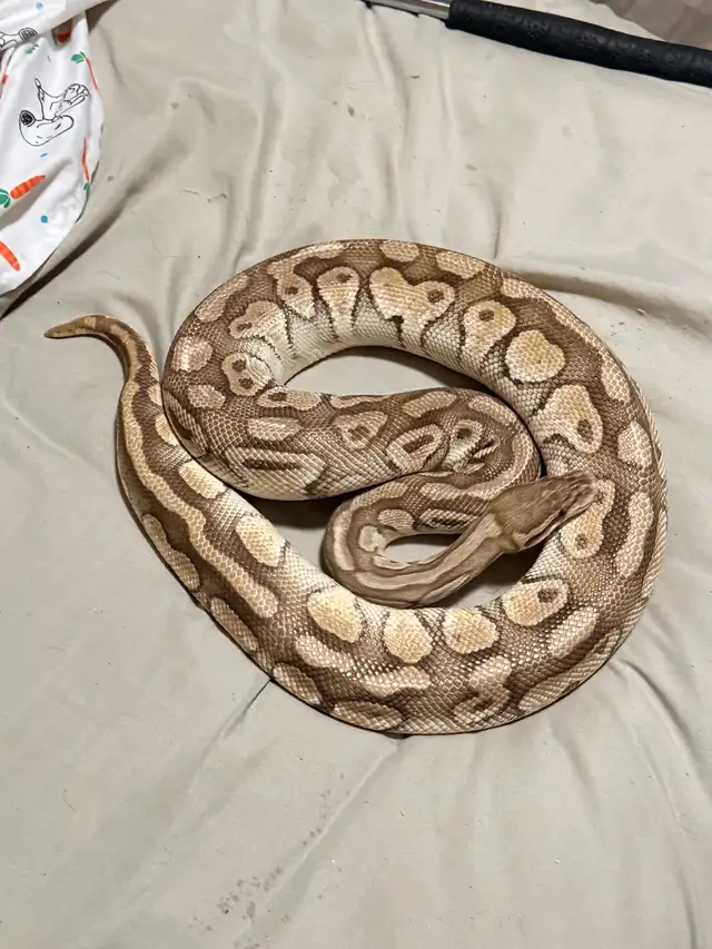 Female Pastel Lesser Het Clown Proven Breeder - Photo 2