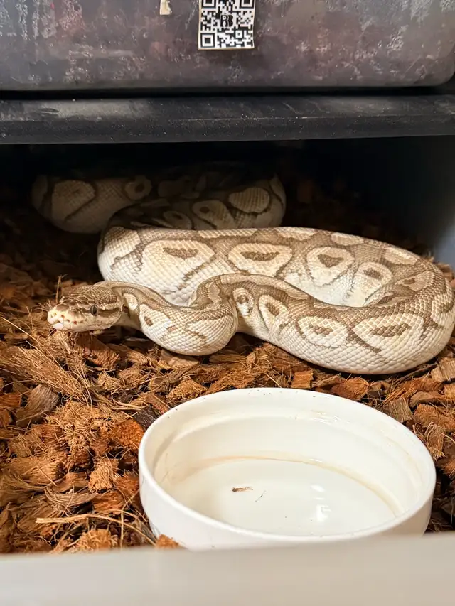 Female Pastel Lesser Het Clown Proven Breeder - Photo 3