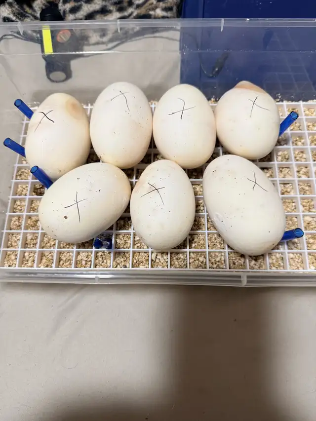 Female Pastel Lesser Het Clown Proven Breeder - Photo 4