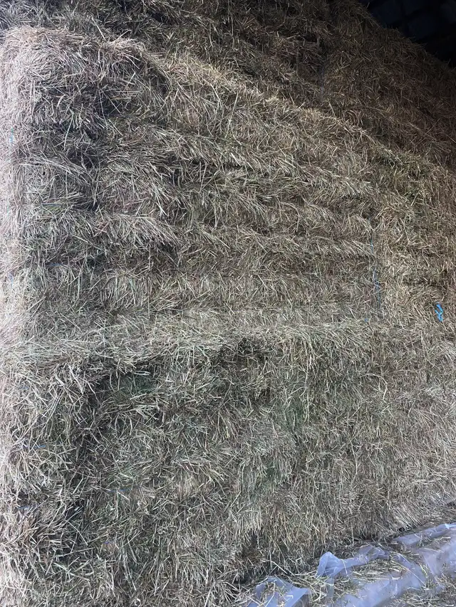 Hay for Sale