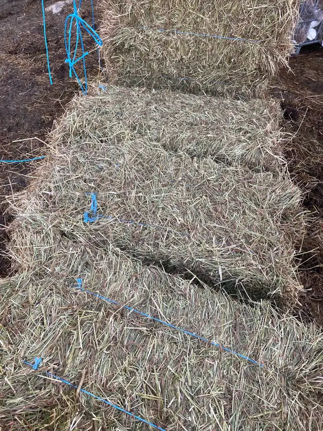 Hay for Sale - Photo 4
