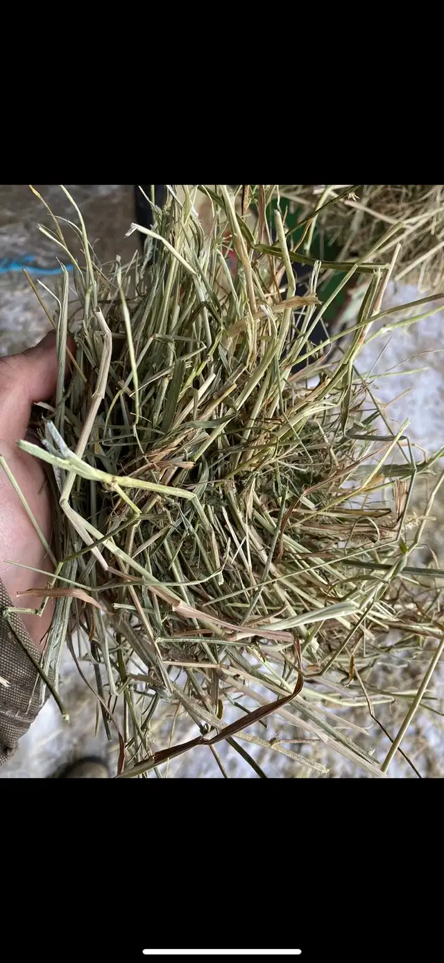 Hay for Sale - Photo 6