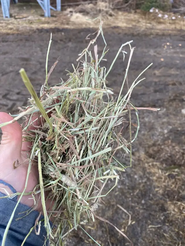Hay for Sale - Photo 7