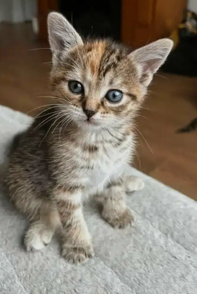 Mignons Petits Chatons Prêts❤️