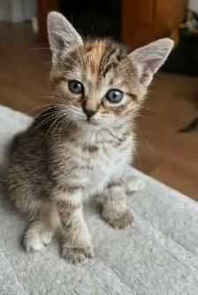 Mignons Petits Chatons Prêts❤️