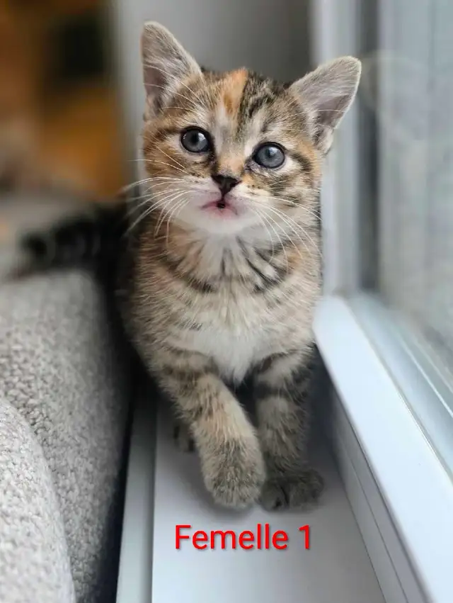 Mignons Petits Chatons Prêts❤️ - Photo 3