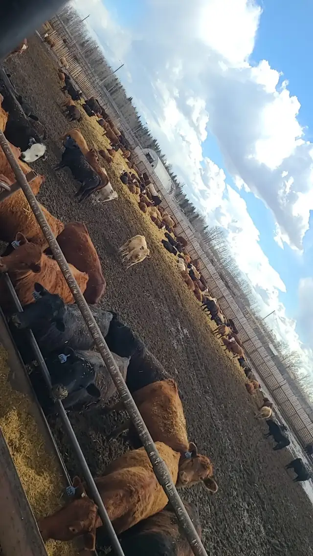 Hiring at our Feedlot north of Ponoka! - Photo 2