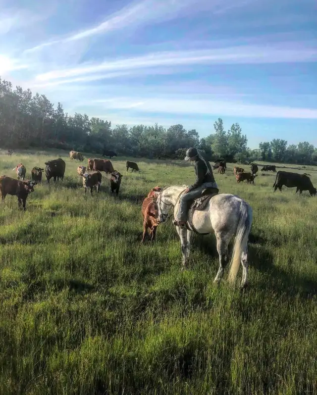 TC Performance Horse Training - Photo 4