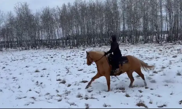 TC Performance Horse Training - Photo 5