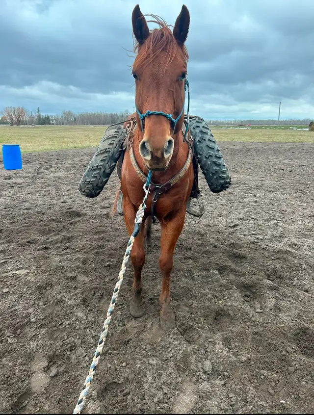 TC Performance Horse Training - Photo 6