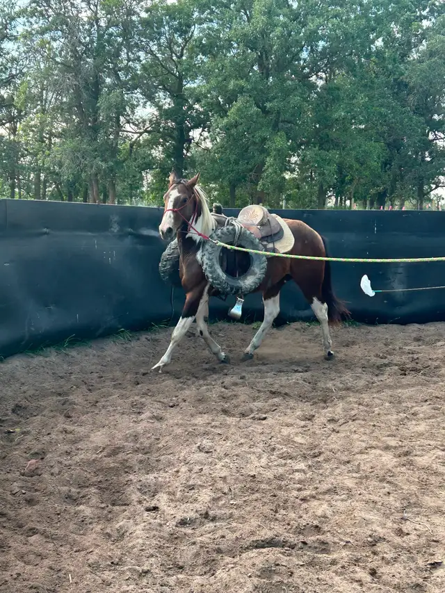 TC Performance Horse Training - Photo 7