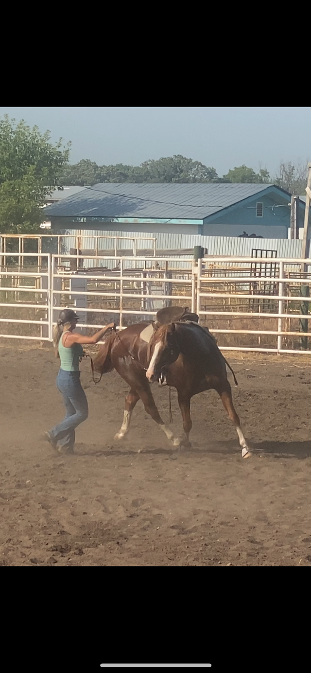 TC Performance Horse Training - Photo 8