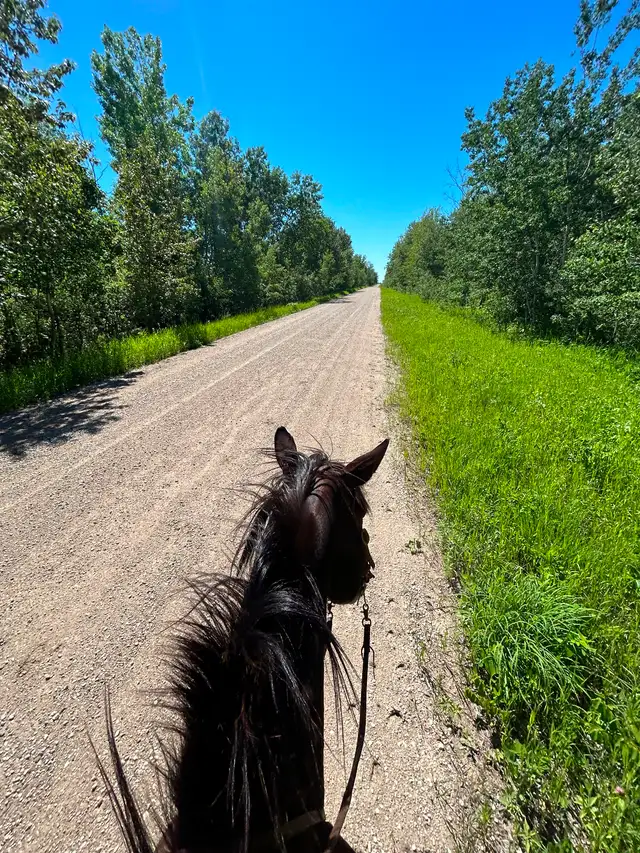 TC Performance Horse Training - Photo 9